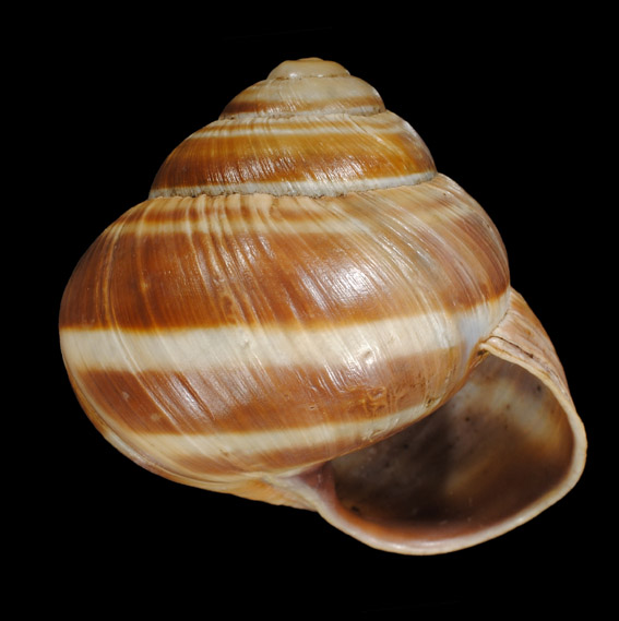 Helix albanese: straminea?